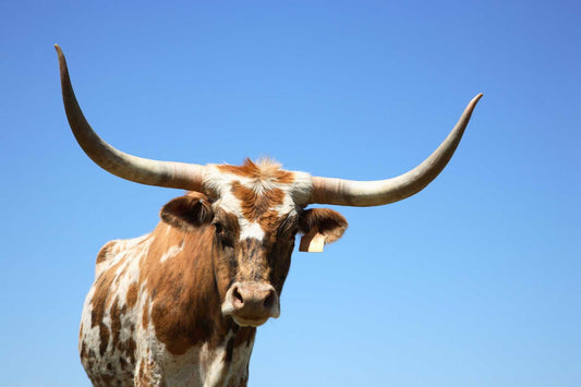Trending Isn’t Always Effective: Why Science Wins Over Beef Tallow Every Time